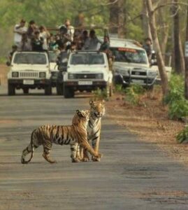 Bannerghatta National Park Bengaluru Weekend