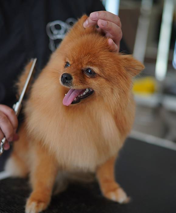 dog Parlor in Jaipur