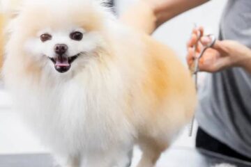 Best Dog Grooming Parlors in Mumbai