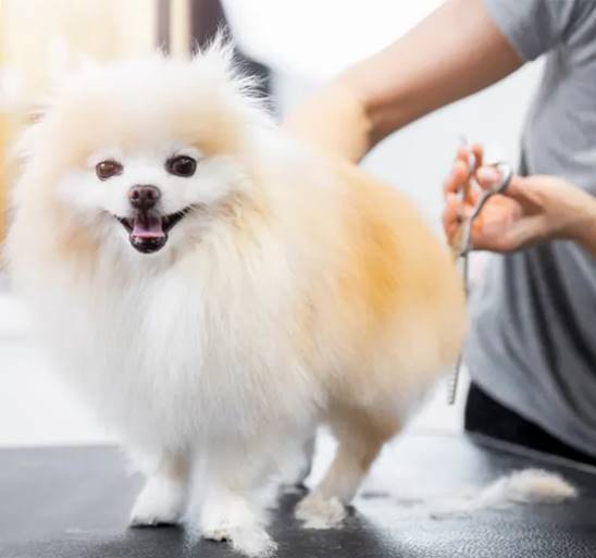 Best Dog Grooming Parlors in Mumbai